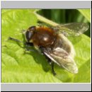 Merodon equestris - Narzissenschwebfliege 23.jpg